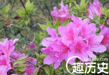 朝鲜族人为何喜欢金达莱？其中有何传说