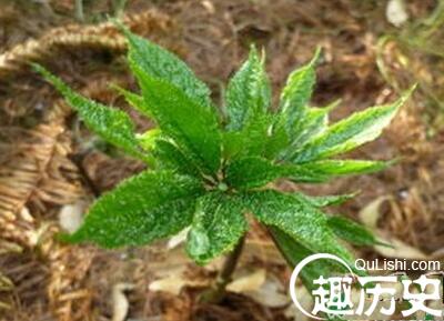 彝族的特色饮品有哪些  都是什么特点