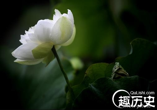 席慕容经典语录100句 席慕容经典语录大全