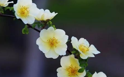 &ldquo;兄弟阋于墙 外御其侮&rdquo;出自哪里？其中又有哪些历史典故呢？